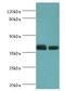 Three Prime Repair Exonuclease 1 antibody, LS-C379400, Lifespan Biosciences, Western Blot image 