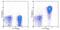 Interleukin 7 Receptor antibody, 13-1278-82, Invitrogen Antibodies, Flow Cytometry image 