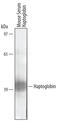 Haptoglobin antibody, AF4409, R&D Systems, Western Blot image 