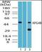 Autophagy Related 4B Cysteine Peptidase antibody, orb87660, Biorbyt, Western Blot image 