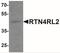 Reticulon-4 receptor-like 2 antibody, NBP2-41200, Novus Biologicals, Western Blot image 