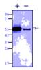 FKBP Prolyl Isomerase 8 antibody, MBS855303, MyBioSource, Western Blot image 