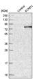 Potassium Voltage-Gated Channel Subfamily D Member 1 antibody, NBP2-55128, Novus Biologicals, Western Blot image 