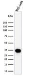 POU Class 2 Homeobox Associating Factor 1 antibody, NBP2-75757, Novus Biologicals, Western Blot image 
