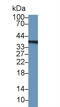 TNKS antibody, abx129169, Abbexa, Western Blot image 