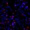 Collagen Type I Alpha 1 Chain antibody, PA5-35379, Invitrogen Antibodies, Immunofluorescence image 