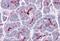 SLAIN Motif Family Member 1 antibody, NBP2-81827, Novus Biologicals, Immunohistochemistry frozen image 