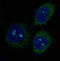 BCL2 Binding Component 3 antibody, M04899, Boster Biological Technology, Immunofluorescence image 