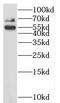 Lymphocyte activation gene 3 protein antibody, FNab04676, FineTest, Western Blot image 