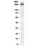 CD45RB antibody, 33-196, ProSci, Western Blot image 