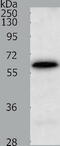 TRAF3 Interacting Protein 3 antibody, TA322170, Origene, Western Blot image 