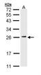 CD3g Molecule antibody, NBP1-31250, Novus Biologicals, Western Blot image 