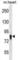 Ubiquitin-associated and SH3 domain-containing protein A antibody, abx030823, Abbexa, Western Blot image 