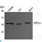 Chromobox 5 antibody, LS-C814103, Lifespan Biosciences, Western Blot image 
