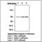 Component Of Inhibitor Of Nuclear Factor Kappa B Kinase Complex antibody, LS-C62015, Lifespan Biosciences, Western Blot image 