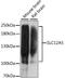 Solute Carrier Family 12 Member 5 antibody, LS-C750456, Lifespan Biosciences, Western Blot image 