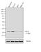 Nascent polypeptide-associated complex subunit alpha antibody, 40-1000, Invitrogen Antibodies, Western Blot image 