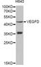 Vascular Endothelial Growth Factor D antibody, STJ23665, St John