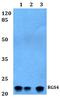 Regulator Of G Protein Signaling 4 antibody, A02325, Boster Biological Technology, Western Blot image 