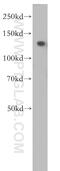 NIMA Related Kinase 9 antibody, 11192-1-AP, Proteintech Group, Western Blot image 