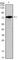 GATA Binding Protein 3 antibody, abx015869, Abbexa, Western Blot image 