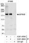 Nuclear Factor Related To KappaB Binding Protein antibody, A301-460A, Bethyl Labs, Immunoprecipitation image 