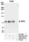 Bromodomain Containing 9 antibody, A303-781A, Bethyl Labs, Immunoprecipitation image 