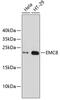 ER Membrane Protein Complex Subunit 8 antibody, 18-774, ProSci, Western Blot image 