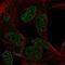 Collagen Triple Helix Repeat Containing 1 antibody, NBP2-57734, Novus Biologicals, Immunofluorescence image 