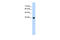 Gamma-Aminobutyric Acid Type A Receptor Gamma2 Subunit antibody, 28-313, ProSci, Western Blot image 