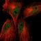 Sec1 Family Domain Containing 1 antibody, HPA003579, Atlas Antibodies, Immunofluorescence image 