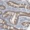 GrpE Like 2, Mitochondrial antibody, HPA018173, Atlas Antibodies, Immunohistochemistry frozen image 