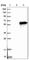 POU Class 2 Homeobox 3 antibody, HPA019652, Atlas Antibodies, Western Blot image 