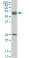 Tripartite Motif Containing 25 antibody, H00007706-M02, Novus Biologicals, Western Blot image 