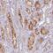 VPS26, Retromer Complex Component B antibody, PA5-58282, Invitrogen Antibodies, Immunohistochemistry frozen image 