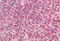 Major Histocompatibility Complex, Class II, DQ Alpha 2 antibody, MBS244403, MyBioSource, Immunohistochemistry frozen image 
