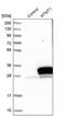 N-Terminal Xaa-Pro-Lys N-Methyltransferase 1 antibody, PA5-54144, Invitrogen Antibodies, Western Blot image 