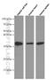 Annexin A3 antibody, 66405-1-Ig, Proteintech Group, Western Blot image 
