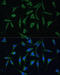 Phosphatase Domain Containing Paladin 1 antibody, 14-688, ProSci, Immunofluorescence image 