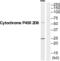 Cytochrome P450 Family 2 Subfamily D Member 6 antibody, abx015128, Abbexa, Western Blot image 