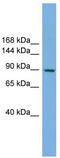 Rap Guanine Nucleotide Exchange Factor 3 antibody, TA340092, Origene, Western Blot image 