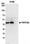 Pre-MRNA Processing Factor 38A antibody, NBP2-37697, Novus Biologicals, Immunoprecipitation image 