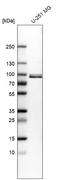 Quiescin Sulfhydryl Oxidase 1 antibody, HPA056243, Atlas Antibodies, Western Blot image 