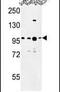 BAF Chromatin Remodeling Complex Subunit BCL11A antibody, PA5-26635, Invitrogen Antibodies, Western Blot image 