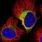 Asteroid Homolog 1 antibody, NBP1-81661, Novus Biologicals, Immunofluorescence image 