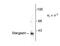 Calcium Voltage-Gated Channel Auxiliary Subunit Gamma 2 antibody, TA309237, Origene, Western Blot image 