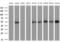 SRBC antibody, MA5-26845, Invitrogen Antibodies, Western Blot image 