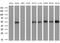 SRBC antibody, MA5-26845, Invitrogen Antibodies, Western Blot image 