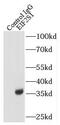 Eukaryotic Translation Initiation Factor 2 Subunit Alpha antibody, FNab02699, FineTest, Immunoprecipitation image 
