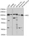 Melanotransferrin antibody, GTX33316, GeneTex, Western Blot image 